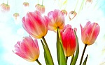 Букеты цветов Тюльпаны для Катеньки аватар