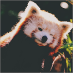 Панды Красная панда подмигивает аватар