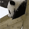 Панды Панда катается с горки аватар