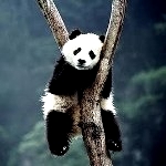 Панды Панда сидит на дереве аватар