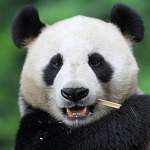 Панды Панда с палочкой в пасти аватар
