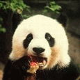 Панды Панда жует аватар