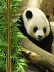 Панды Панда-бормотун аватар