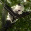 Панды Панда на дереве аватар