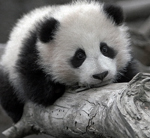 Панды Грустный панда  на стволе дерева аватар