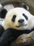 Панды Панда спит и улыбается аватар