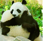 Панды Панды обнимаются аватар