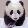 Панды Панда бежит по снегу аватар