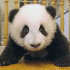 Панды Панда ползет аватар