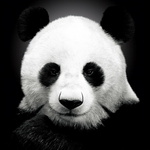 Панды Черно-белая панда. Серый фон аватар