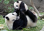 Панды панда-мама играет с пандой-ребенком аватар