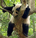 Панды Панда спит в развилке дерева аватар