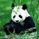Панды Панда  среди сочной зелени аватар