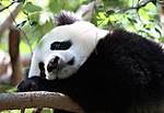 Панды Панда засыпает на ветках аватар