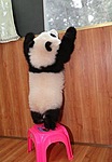 Панды панда встал выше, чтобы увидеть, что там такое аватар