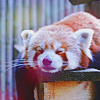 Панды Красная панда аватар