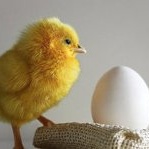 Домашняя птица, куры, утки, гуси Маленький желтый цыпленок стоит околого белого яйца аватар