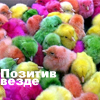 Домашняя птица, куры, утки, гуси Позитив везде, разноцветные цыплята аватар