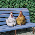Домашняя птица, куры, утки, гуси Клушки-подружки на скамейке Rudi Hurzlmeier аватар