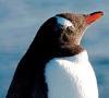 Пингвины Пингвин с красным клювом аватар