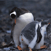 Пингвины Развлечения пингвинов аватар