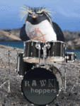 Пингвины Пингвин-барабанщик аватар