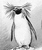 Пингвины Пингвин с потрясающей прической аватар