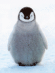 Пингвины Пингвин несогласен аватар