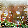 Погода Трава после дождя  (moments in pease) аватар