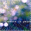Погода Паутина после дождя (moments in pease) аватар