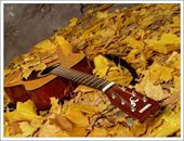 Погода Гитара лежит на земле, засыпанная листвой аватар