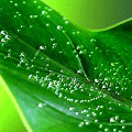 Погода После дождя листочек в каплях аватар