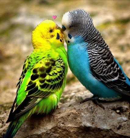 Поцелуй Попугайчиуи целуются аватар