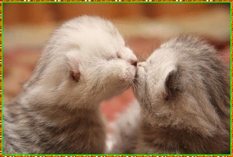 Поцелуй Котики целуются аватар