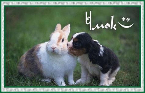 Поцелуй Щенок целует кролика аватар