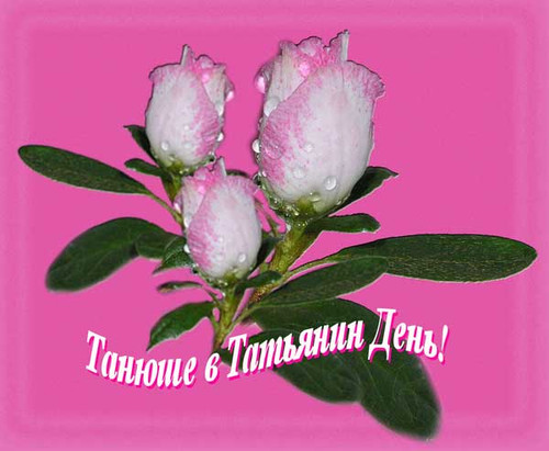Праздники Танюше в Татьянин день. Цветы на розовом фоне аватар