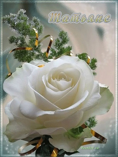 Праздники Татьяне прекрасная белая роза. Открытка к Татьяниному дню аватар