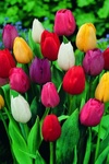 Цветы Разноцветье тюльпанов аватар