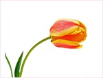 Цветы Первый весенний тюльпан аватар