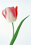 Цветы Тюльпан красно-белый аватар