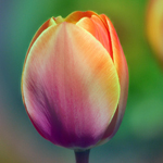 Цветы Разноцветный тюльпан аватар