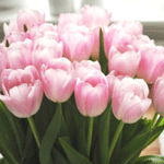 Цветы Розовые тюльпаны в огромном букете аватар