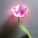 Цветы Тюльпан одинокий аватар