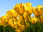 Цветы Желтые тюльпаны на фоне голубого неба аватар