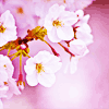 Цветы Нежные цветки распустившейся вишни аватар