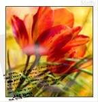 Цветы Красные тюльпаны на желтом фоне аватар