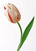 Цветы Тюльпан нежный аватар