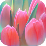 Цветы Нежные тюльпаны аватар