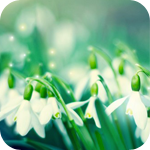 Цветы Первые весенние подснежники аватар
