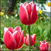 Цветы Тюльпаны в поле аватар